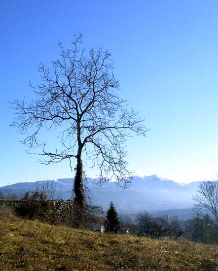 Albero Sopracroda