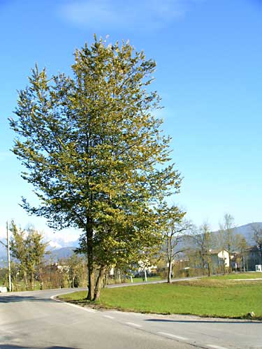 Cavarzano - albero