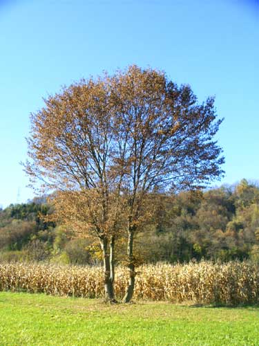 Albero di rovere a Cavarzano